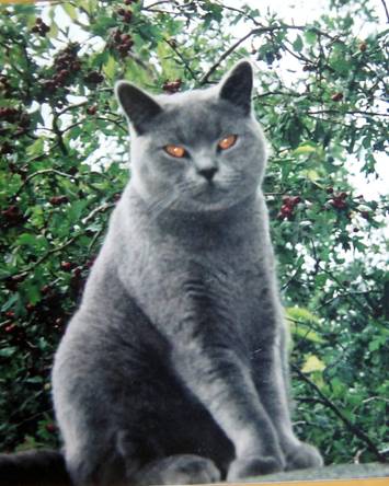 warrior cats cloudstar